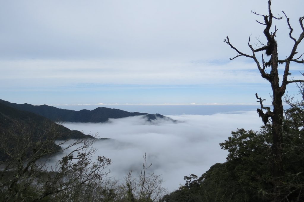 聖稜下的雲霧森林~雪霸觀霧森態之旅三日遊(新竹高鐵站出發)